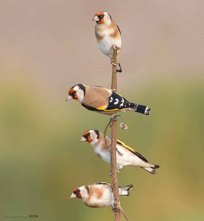 Wait, They Actually Ranked That?! 50 Birds So Stunning You'll Do a Double Take