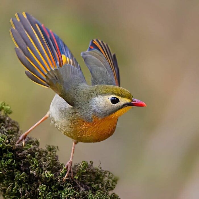 Wait, They Actually Ranked That?! 50 Birds So Stunning You'll Do a Double Take