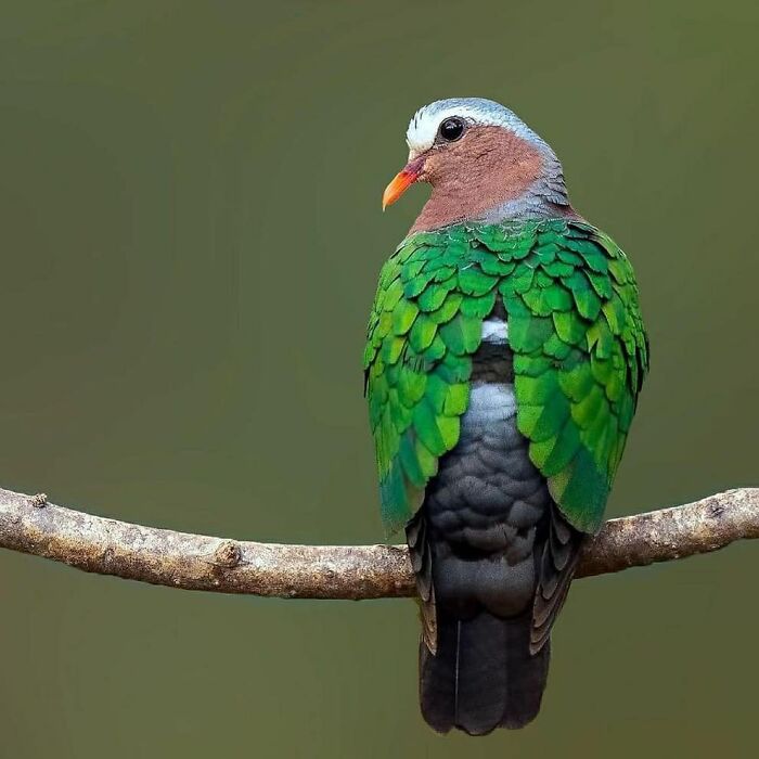 Wait, They Actually Ranked That?! 50 Birds So Stunning You'll Do a Double Take