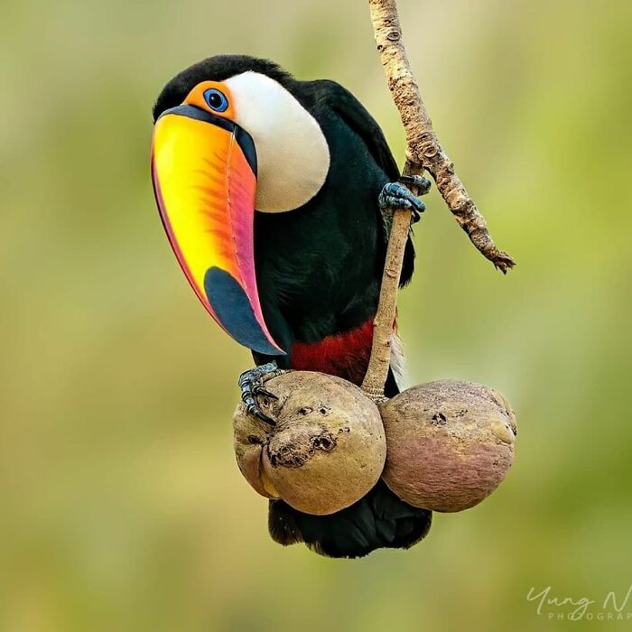 Wait, They Actually Ranked That?! 50 Birds So Stunning You'll Do a Double Take