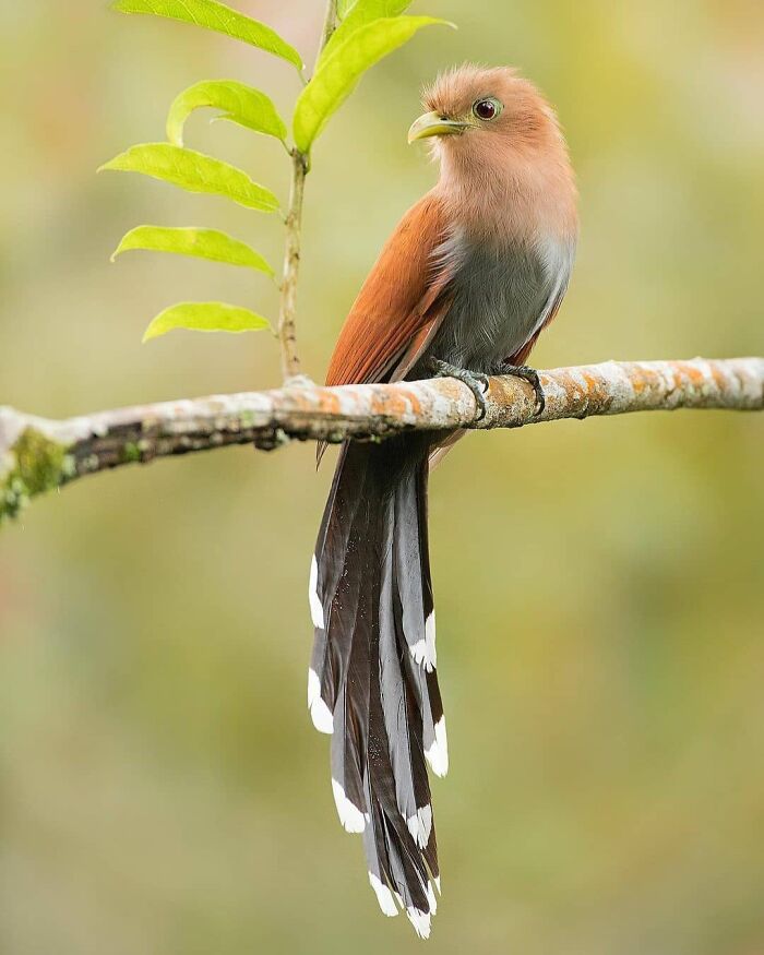 Wait, They Actually Ranked That?! 50 Birds So Stunning You'll Do a Double Take