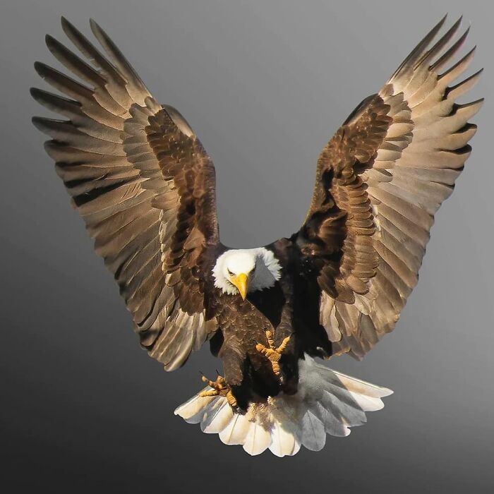 Wait, They Actually Ranked That?! 50 Birds So Stunning You'll Do a Double Take