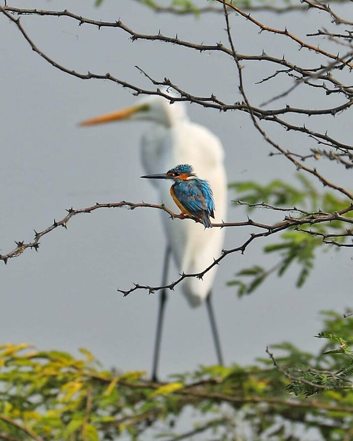 Wait, They Actually Ranked That?! 50 Birds So Stunning You'll Do a Double Take