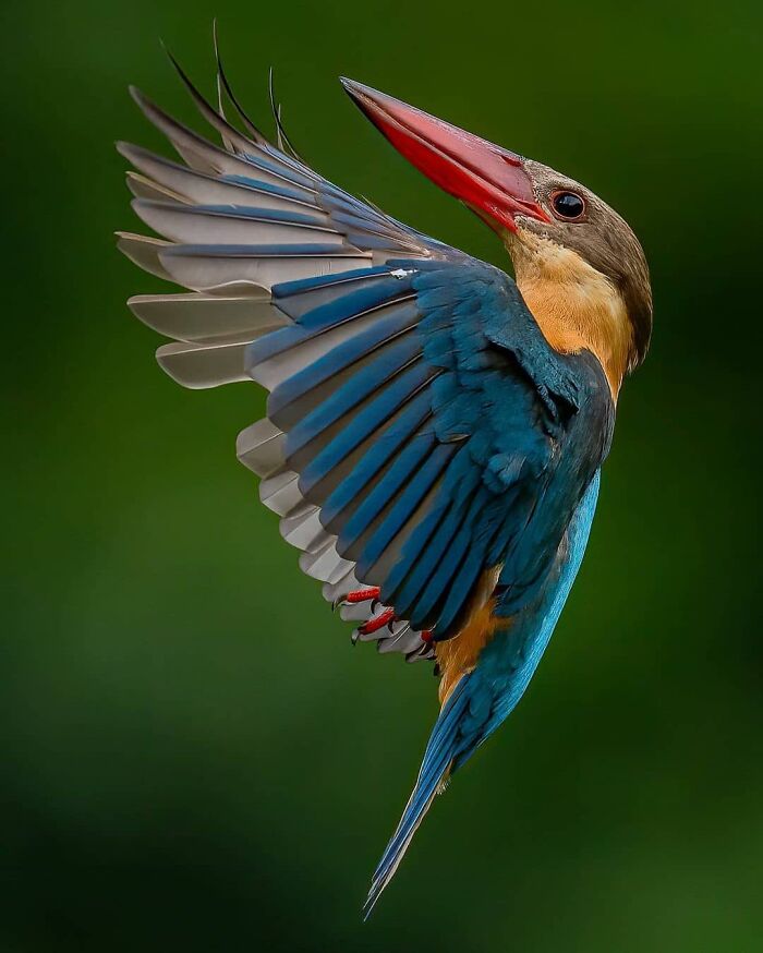 Wait, They Actually Ranked That?! 50 Birds So Stunning You'll Do a Double Take