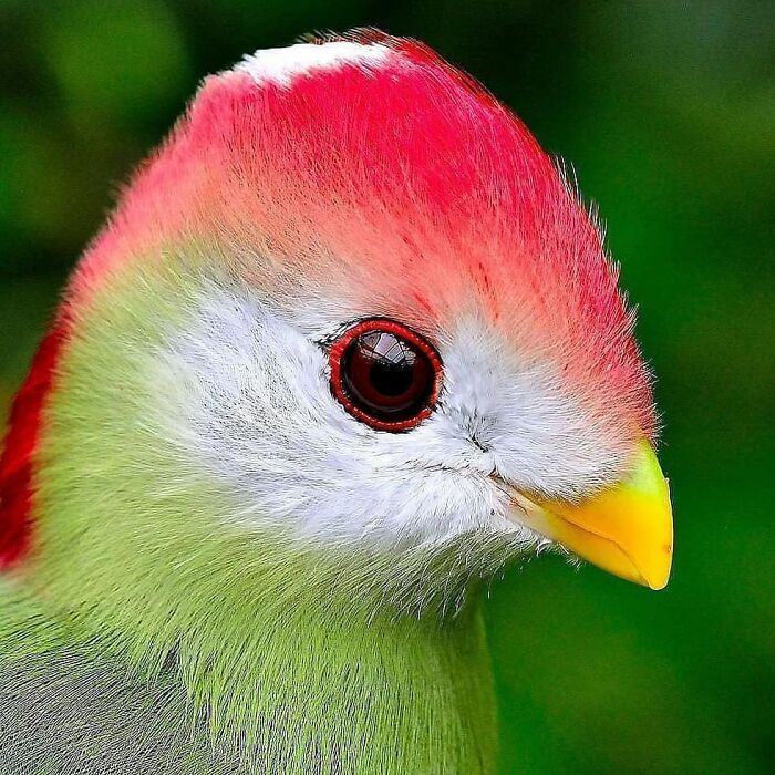Wait, They Actually Ranked That?! 50 Birds So Stunning You'll Do a Double Take