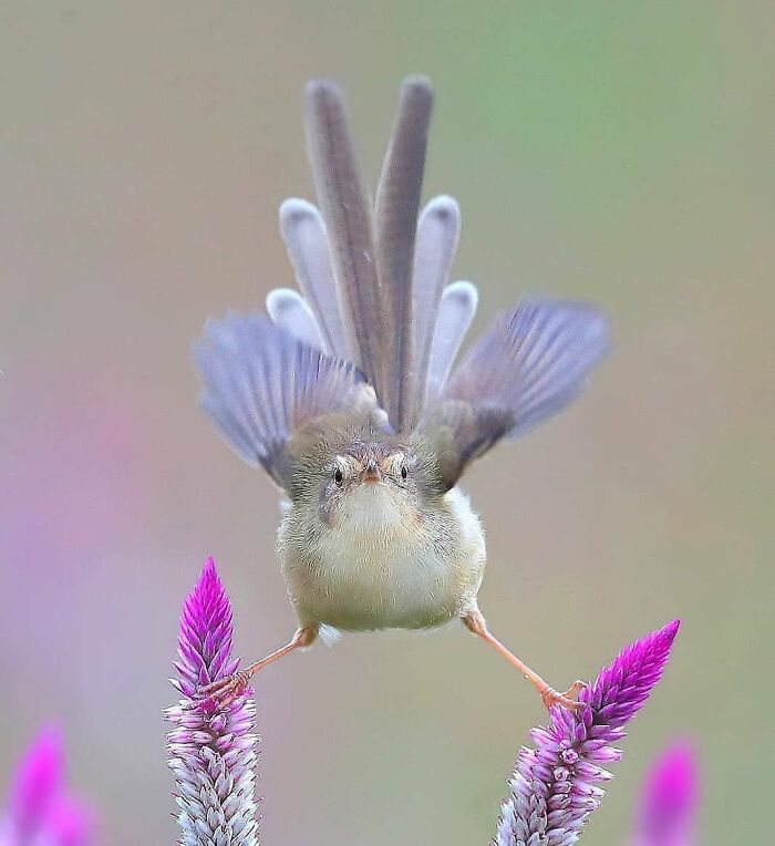 Wait, They Actually Ranked That?! 50 Birds So Stunning You'll Do a Double Take