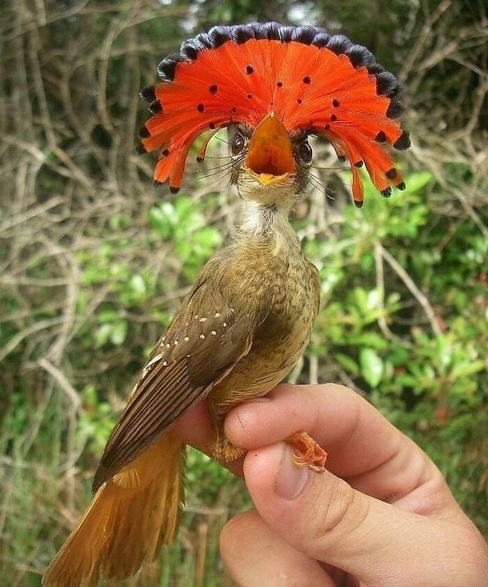 Wait, They Actually Ranked That?! 50 Birds So Stunning You'll Do a Double Take