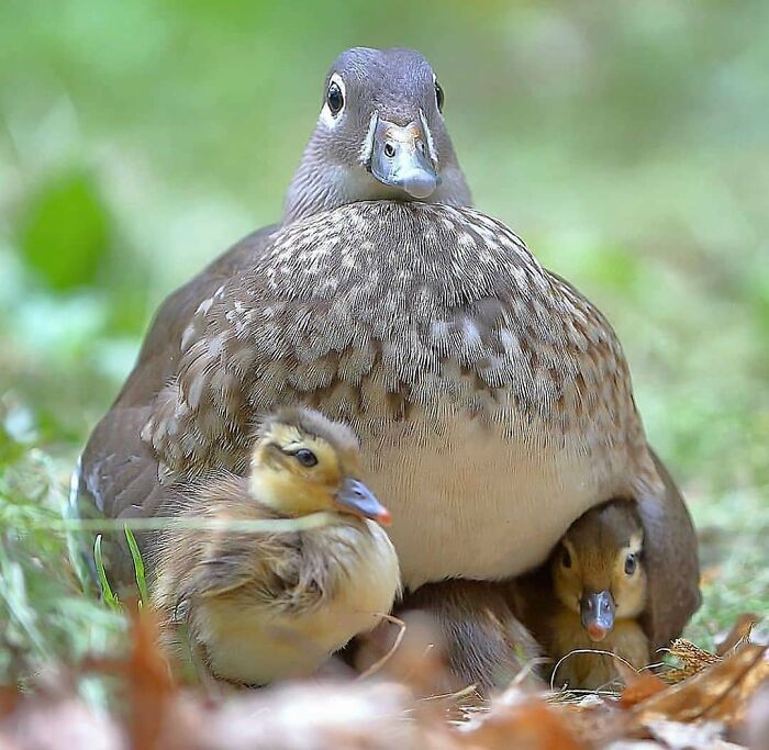 Wait, They Actually Ranked That?! 50 Birds So Stunning You'll Do a Double Take