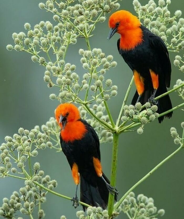 Wait, They Actually Ranked That?! 50 Birds So Stunning You'll Do a Double Take