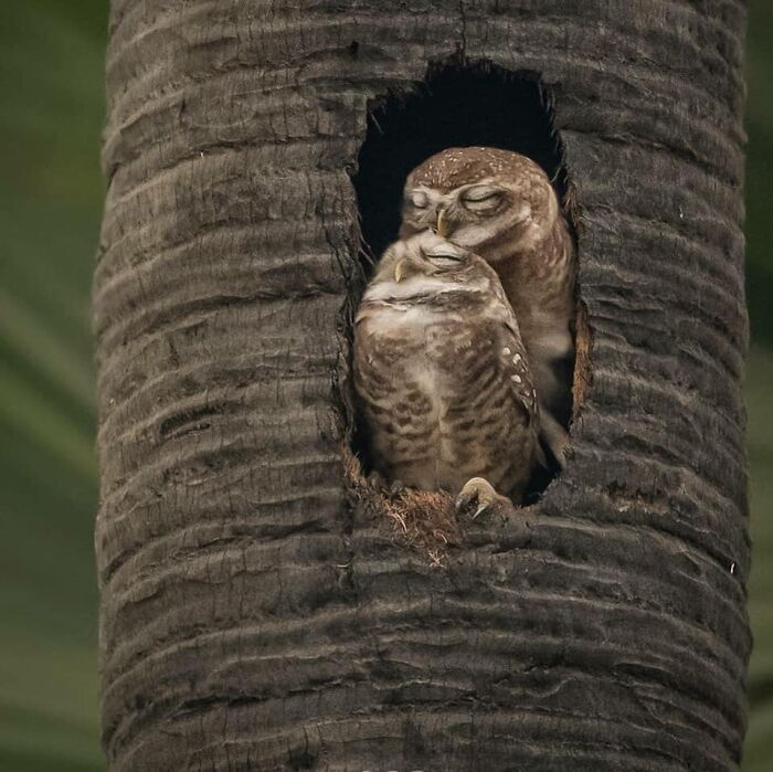 Wait, They Actually Ranked That?! 50 Birds So Stunning You'll Do a Double Take