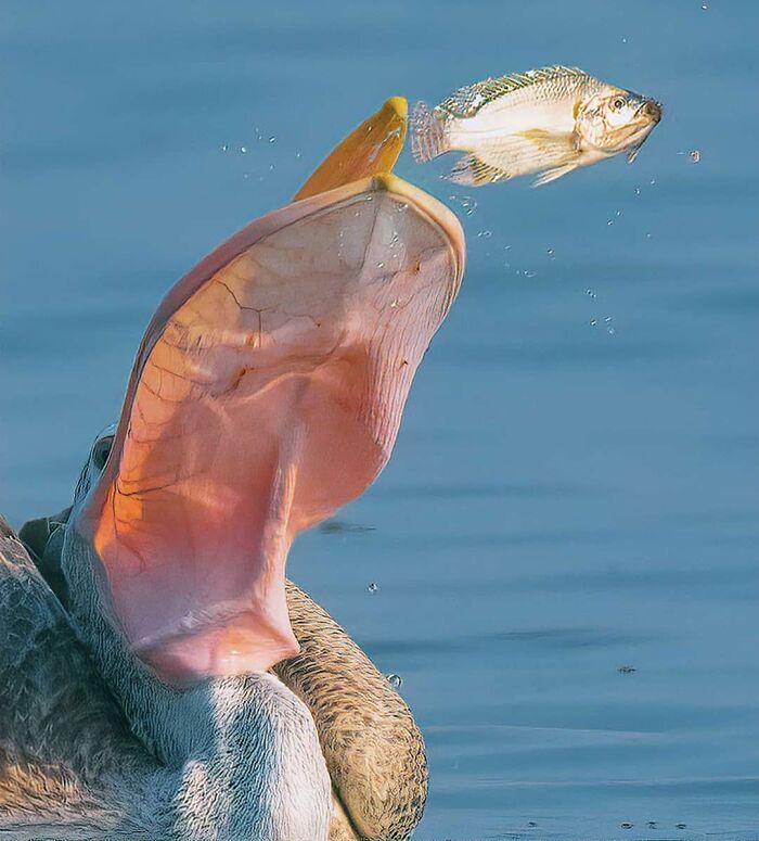 Wait, They Actually Ranked That?! 50 Birds So Stunning You'll Do a Double Take