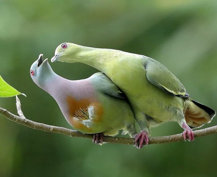 Wait, They Actually Ranked That?! 50 Birds So Stunning You'll Do a Double Take