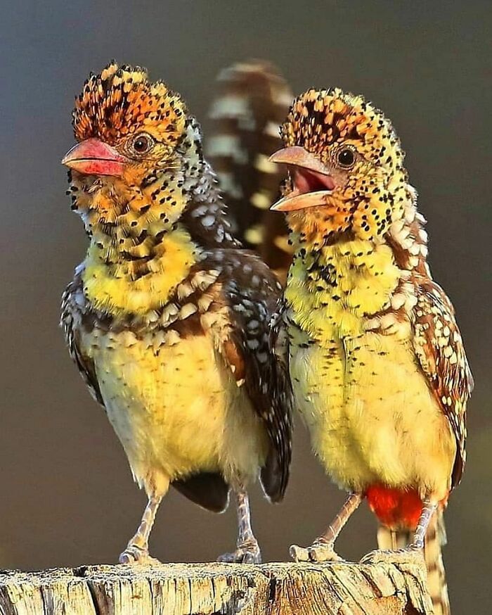 Wait, They Actually Ranked That?! 50 Birds So Stunning You'll Do a Double Take