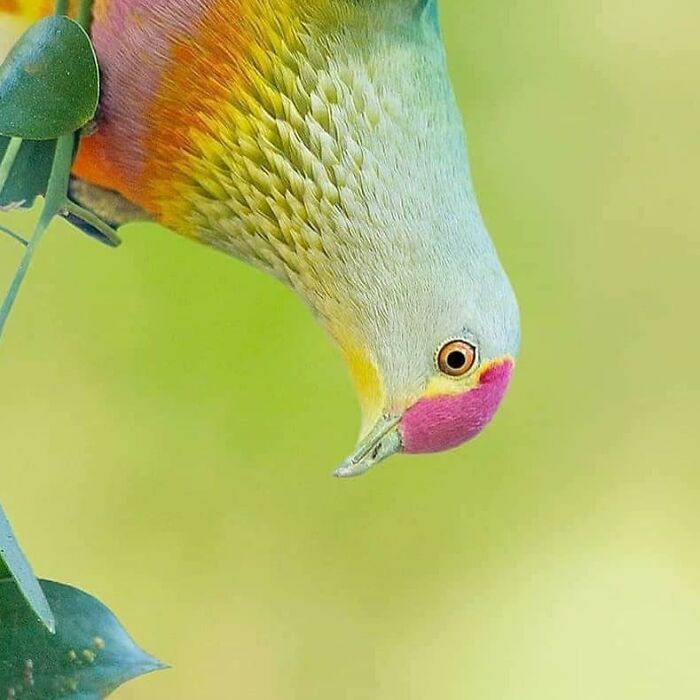Wait, They Actually Ranked That?! 50 Birds So Stunning You'll Do a Double Take