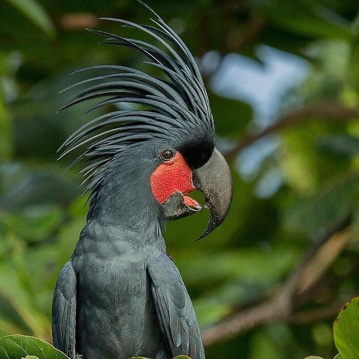 Wait, They Actually Ranked That?! 50 Birds So Stunning You'll Do a Double Take