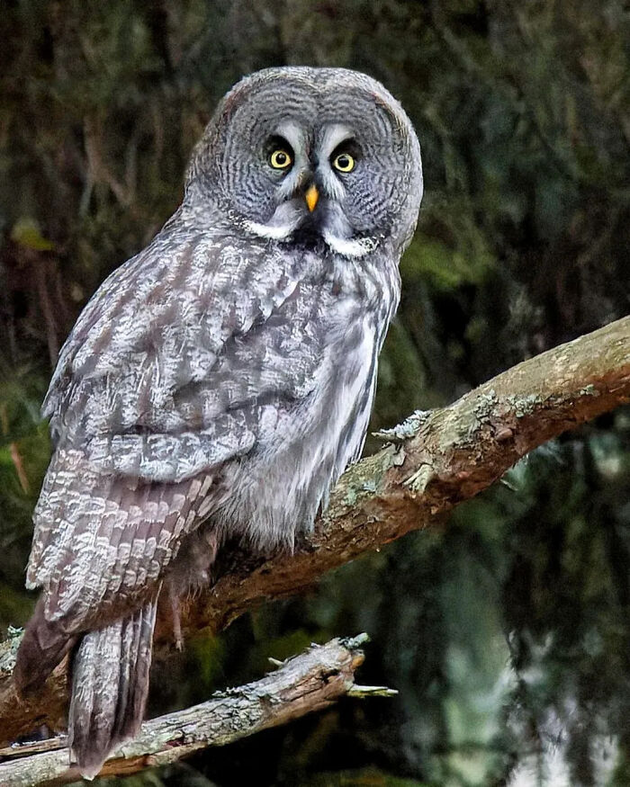 Wait, They Actually Ranked That?! 50 Birds So Stunning You'll Do a Double Take