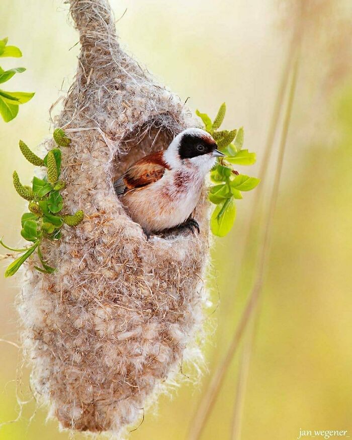 Wait, They Actually Ranked That?! 50 Birds So Stunning You'll Do a Double Take