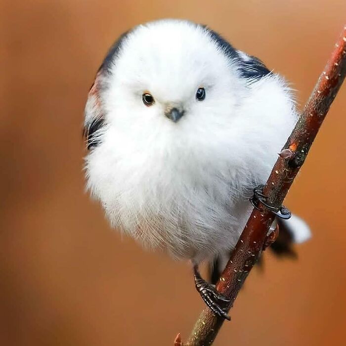 Wait, They Actually Ranked That?! 50 Birds So Stunning You'll Do a Double Take