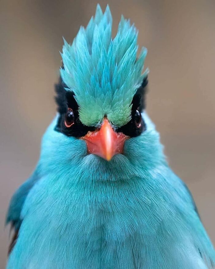 Wait, They Actually Ranked That?! 50 Birds So Stunning You'll Do a Double Take