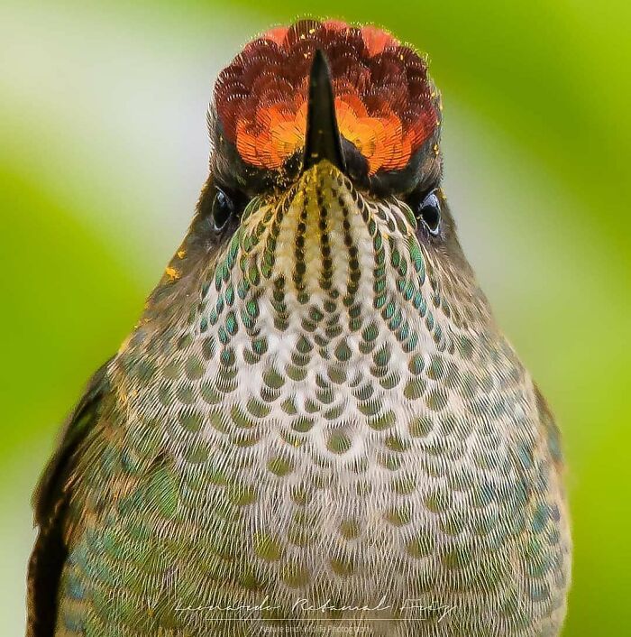 Wait, They Actually Ranked That?! 50 Birds So Stunning You'll Do a Double Take
