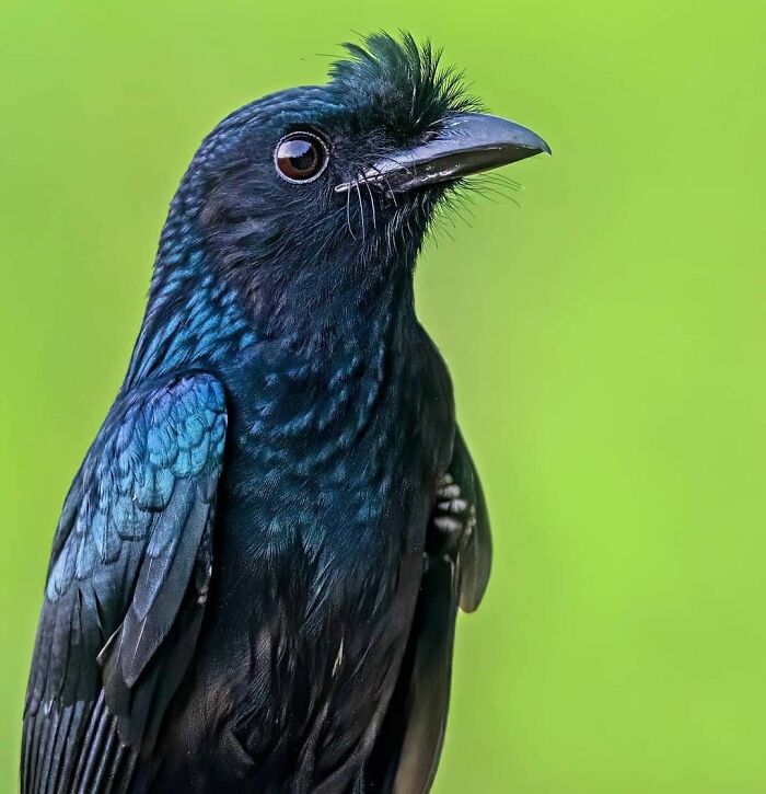 Wait, They Actually Ranked That?! 50 Birds So Stunning You'll Do a Double Take