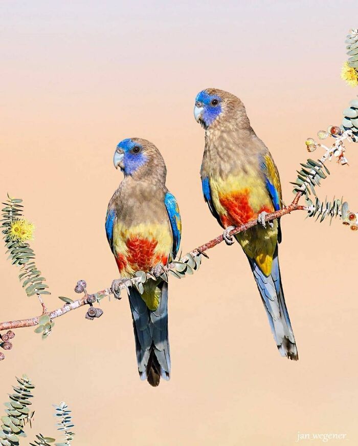 Wait, They Actually Ranked That?! 50 Birds So Stunning You'll Do a Double Take