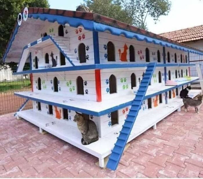 Turkey’s Cozy Cat Houses: Because Strays Deserve Warmth