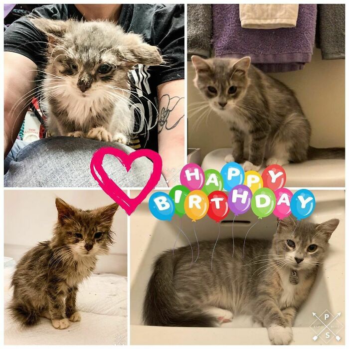 Cat Rescue Success Story! One Year Later