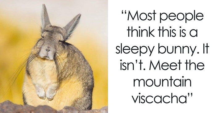 Wait, They Actually Ranked These Awesome Animal Facts?!