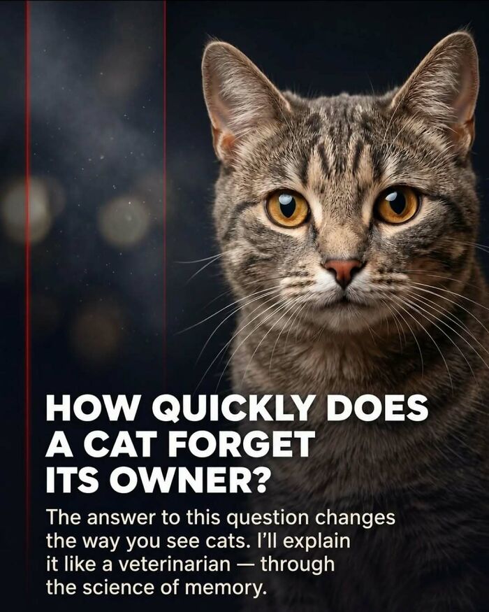 Wait, They Actually Ranked These Awesome Animal Facts?!