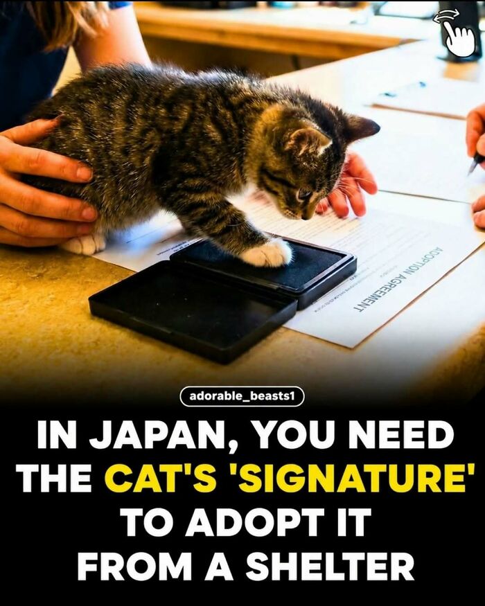 Wait, They Actually Ranked These Awesome Animal Facts?!