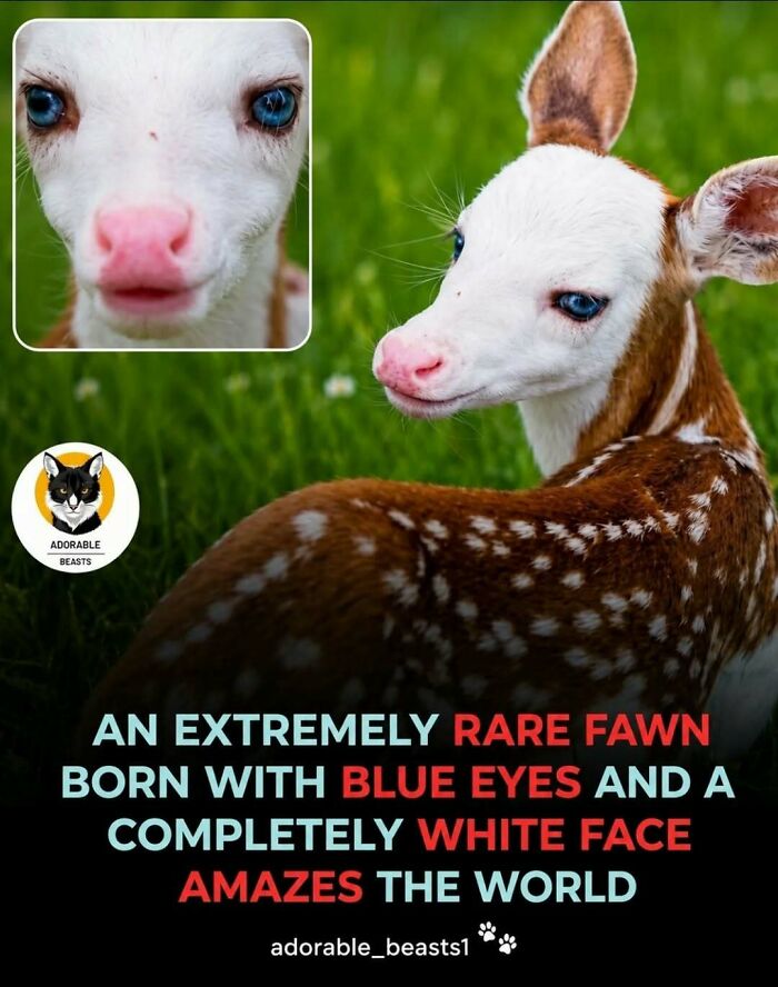 Wait, They Actually Ranked These Awesome Animal Facts?!