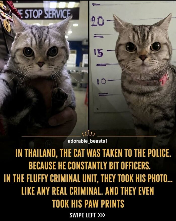 Wait, They Actually Ranked These Awesome Animal Facts?!