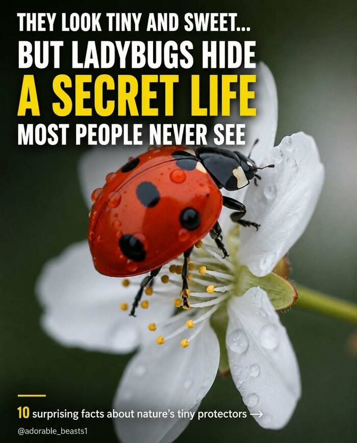 Wait, They Actually Ranked These Awesome Animal Facts?!