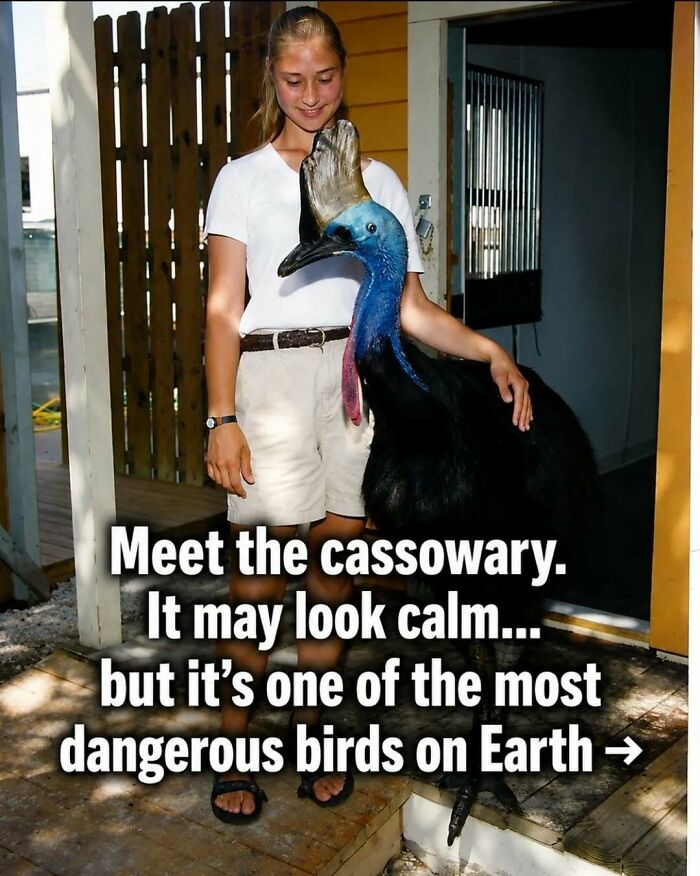 Wait, They Actually Ranked These Awesome Animal Facts?!