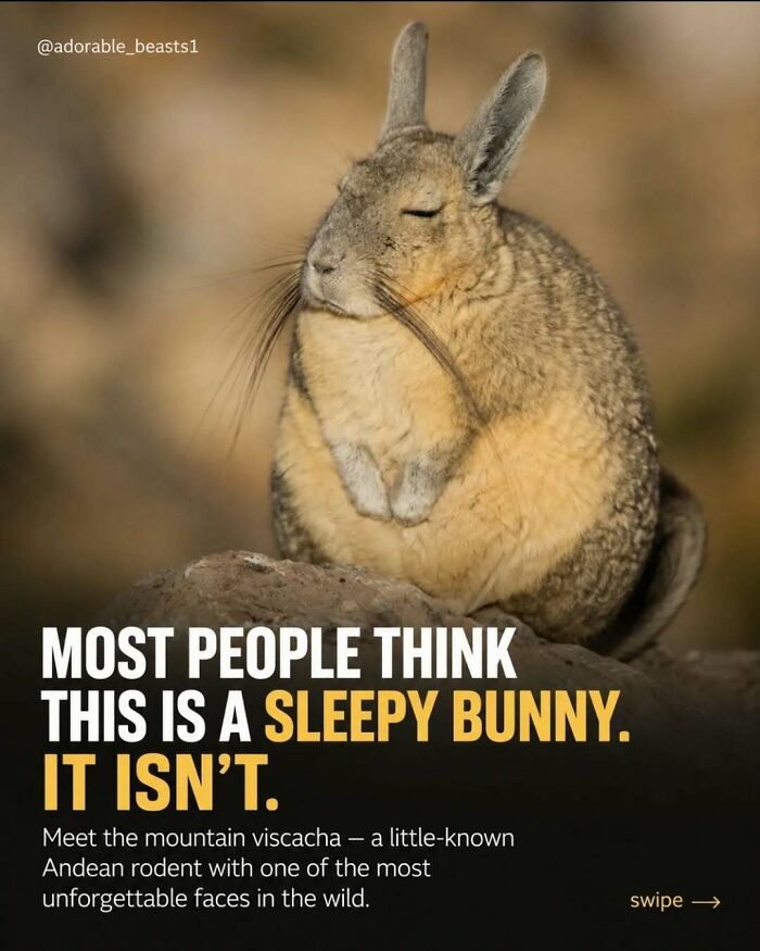 Wait, They Actually Ranked These Awesome Animal Facts?!
