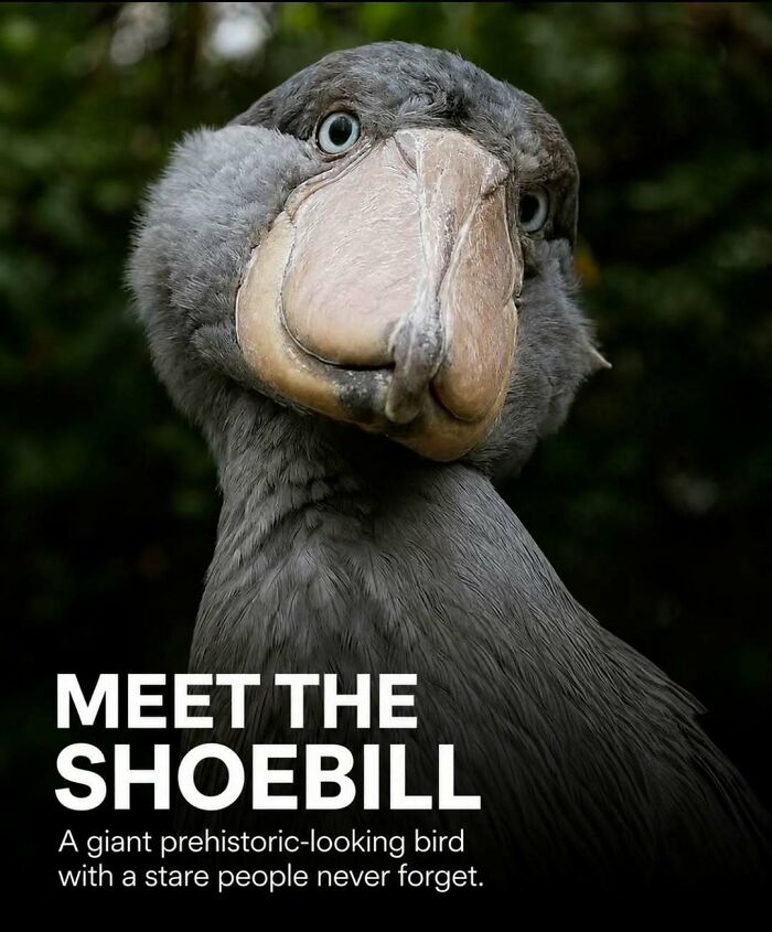 Wait, They Actually Ranked These Awesome Animal Facts?!