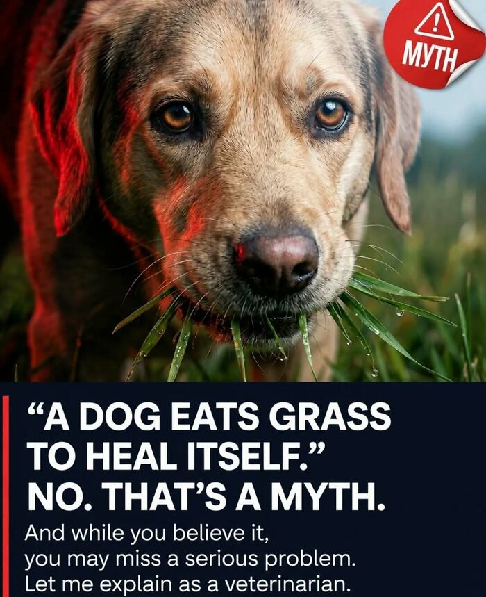 Wait, They Actually Ranked These Awesome Animal Facts?!