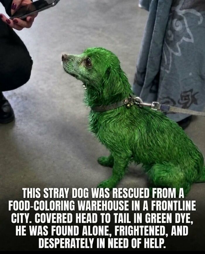 Wait, They Actually Ranked These Awesome Animal Facts?!