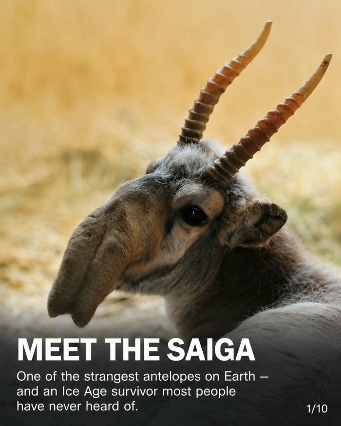 Wait, They Actually Ranked These Awesome Animal Facts?!