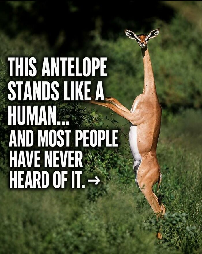 Wait, They Actually Ranked These Awesome Animal Facts?!