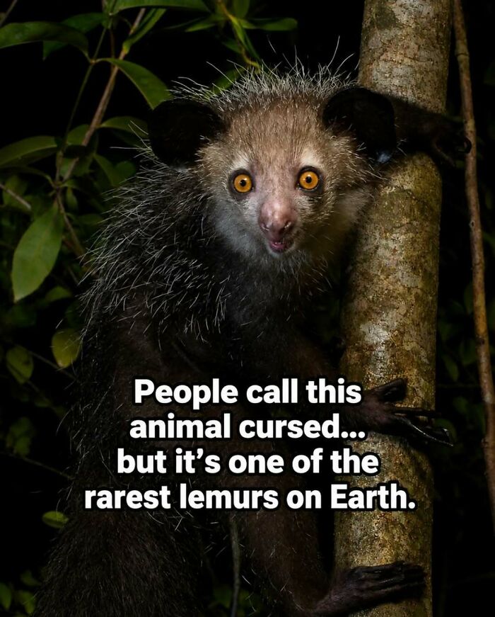 Wait, They Actually Ranked These Awesome Animal Facts?!