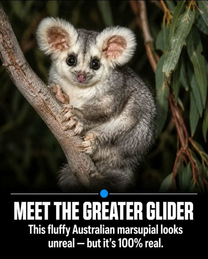 Wait, They Actually Ranked These Awesome Animal Facts?!