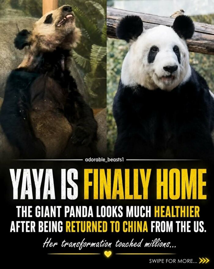 Wait, They Actually Ranked These Awesome Animal Facts?!