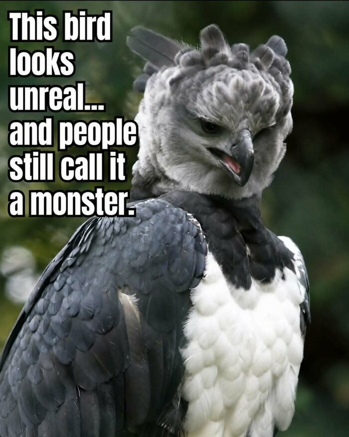 Wait, They Actually Ranked These Awesome Animal Facts?!