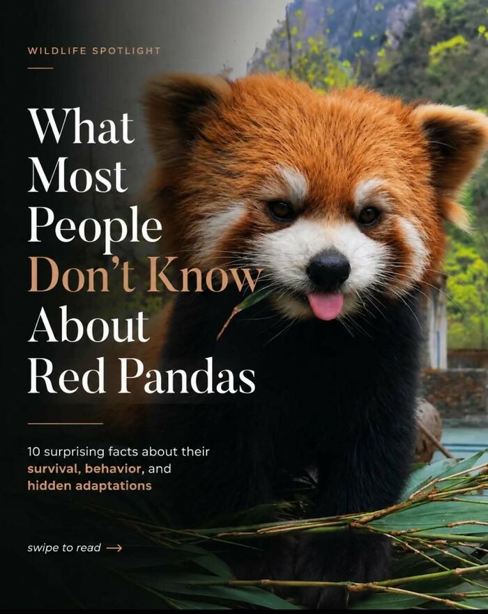 Wait, They Actually Ranked These Awesome Animal Facts?!