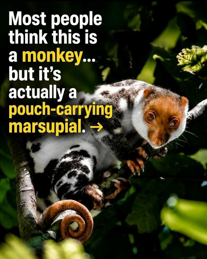 Wait, They Actually Ranked These Awesome Animal Facts?!