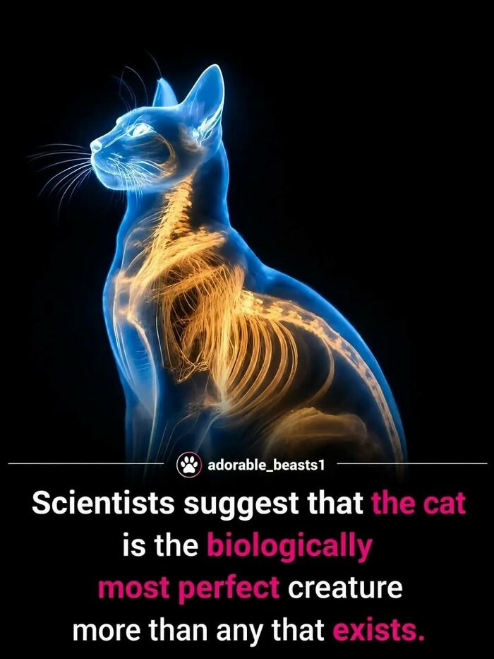 Wait, They Actually Ranked These Awesome Animal Facts?!