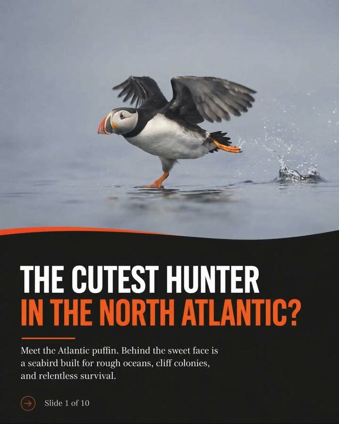 Wait, They Actually Ranked These Awesome Animal Facts?!