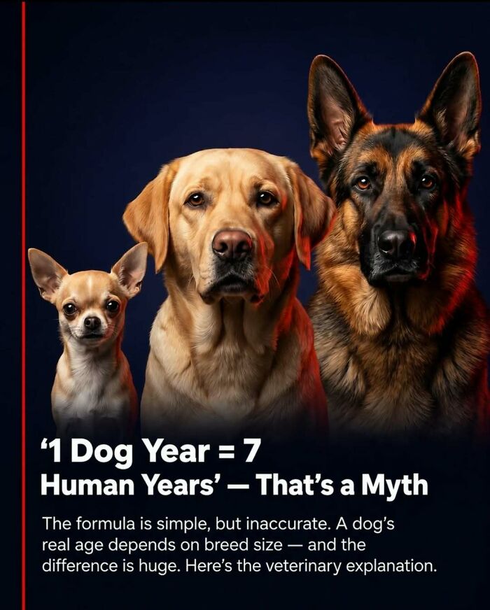 Wait, They Actually Ranked These Awesome Animal Facts?!